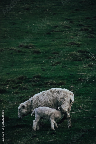 Fotografía de una oveja junto a un cordero en un valle de Matamata, Nueva Zelanda.