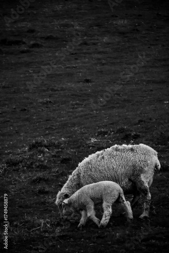 Fotografía en blanco y negro de una oveja junto a un cordero en un valle de Matamata, Nueva Zelanda.