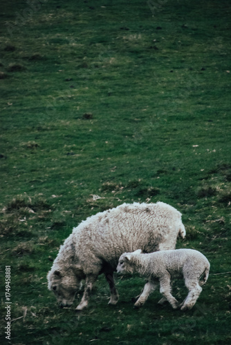 Fotografía de una oveja junto a un cordero en un valle de Matamata, Nueva Zelanda.
