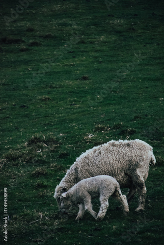 Fotografía de una oveja junto a un cordero en un valle de Matamata, Nueva Zelanda.