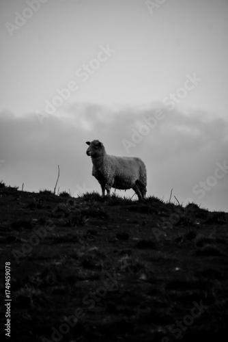 Fotografía en blanco y negro de una oveja en lo alto de un valle en Matamata, Nueva Zelanda.