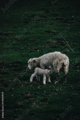Fotografía de una oveja junto a un cordero en un valle de Matamata, Nueva Zelanda.