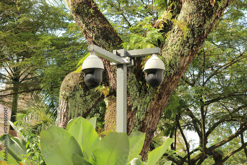 Photography Surveillance in Paradise: CCTV Security Camera Among Tropical Palm Trees in Kual