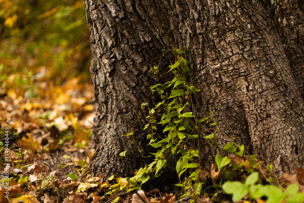 Fototapeta premium Climbing vine growing upward around a tall tree trunk