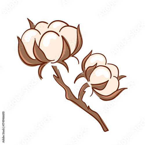 Ripe cotton boll opened seed in flat style.