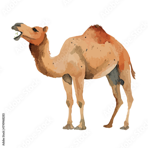 Watercolor Style Dromedary Camel Vector Illustration Desert Wildlife Animal.