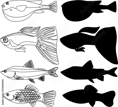 A collection of four different fish species, each shown as a detailed line drawing and a corresponding black silhouette.