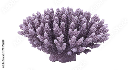 Photos Isolated purple staghorn coral, aquatic invertebrate organism from ocean, tropic
