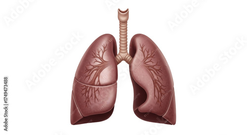Isolated illustration of human lungs with windpipe, trachea, and branching bronchi