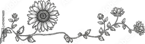 Elegant vintage botanical illustration of a sunflower vine with delicate blooms and leaves, perfect for design.