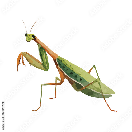 Green Praying Mantis Vector Illustration.