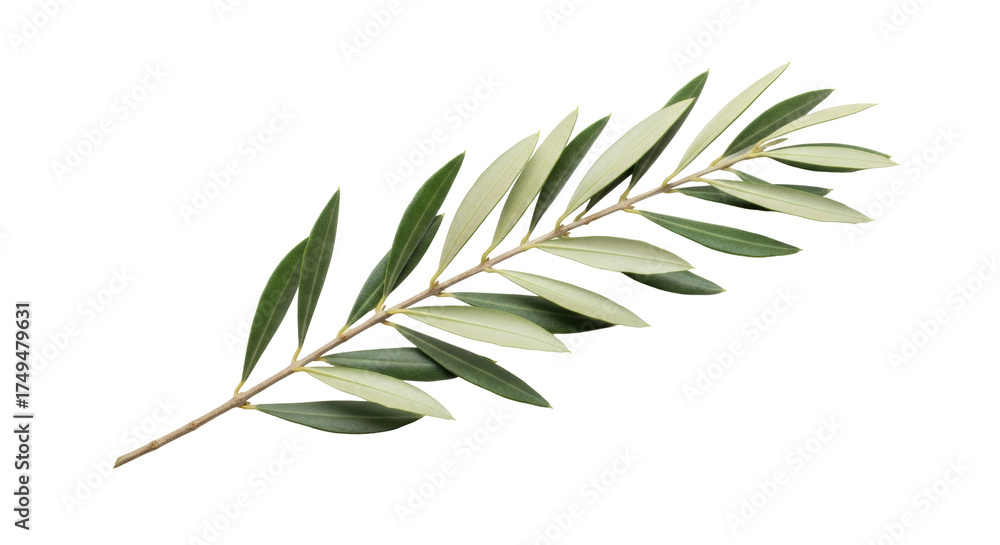 Fototapeta premium Isolated olive branch foliage with green leaves, organic herbs, Mediterranean agriculture