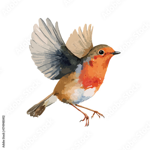 Watercolor Robin Bird in Flight Illustration.