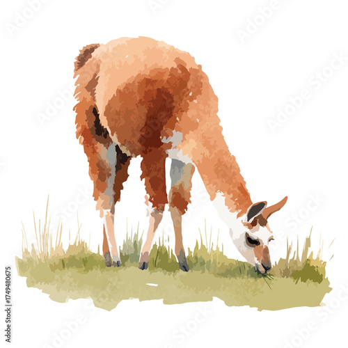 Guanaco Grazing Watercolor Illustration.