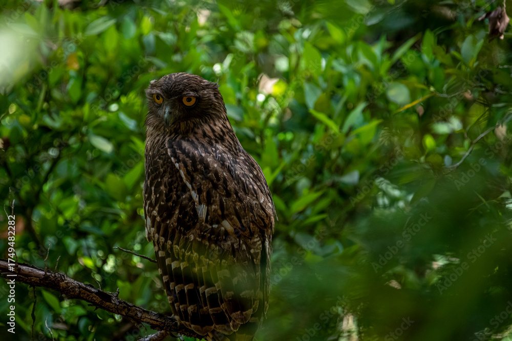 Fototapeta premium A Brown Fish Owl perches on a branch, its striking yellow eyes gazing intently forward. The owl's mottled brown and white plumage provides camouflage against the leafy green background.