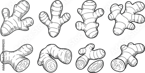 Detailed black and white ginger root illustration set, hand-drawn botanical sketch of fresh organic spice rhizome for cooking and herbal design