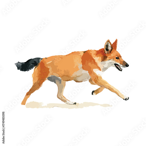 Energetic Dhole Running Vector Illustration.