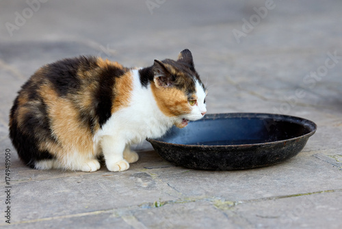 A cute calico cat with black, orange, and white fur takes a refreshing drink of water from a dark bowl on a stone pavement outdoors.