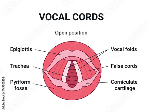 Vocal cords, Vocal folds. Closed and open folds. Vector illustration. 