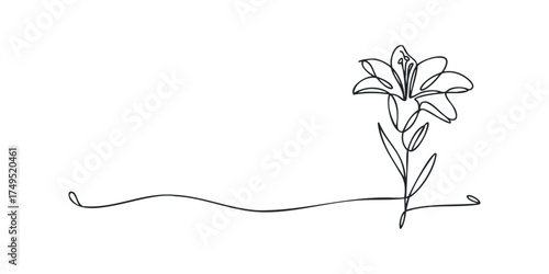 Continuous line drawing of a lily flower and stem