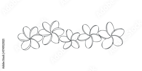 Simple line drawing of tropical plumeria flowers border