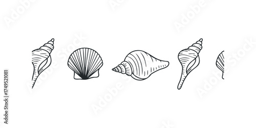Five assorted seashells drawn in simple black outline style
