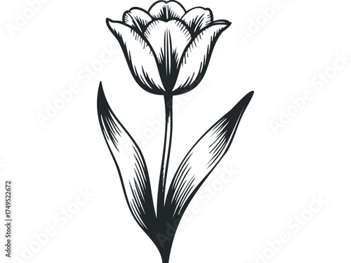 Sketch of a single tulip with leaves and stem