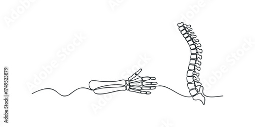 Hand skeleton reaching towards spine segment