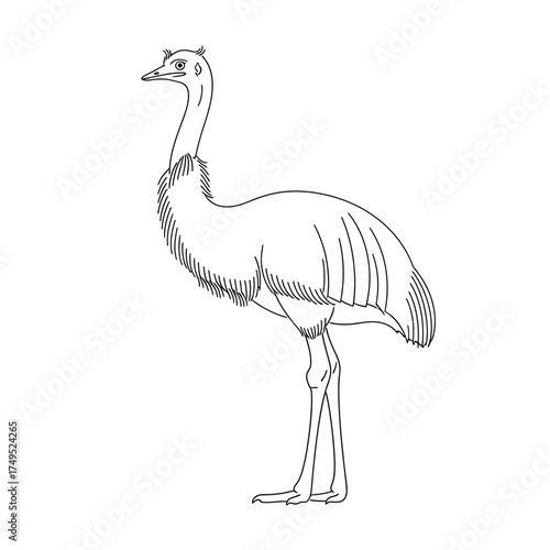 vector illustration of an ostrich