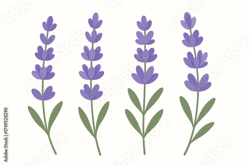 Illustration of four stylized lavender flowers with green leaves in a pattern