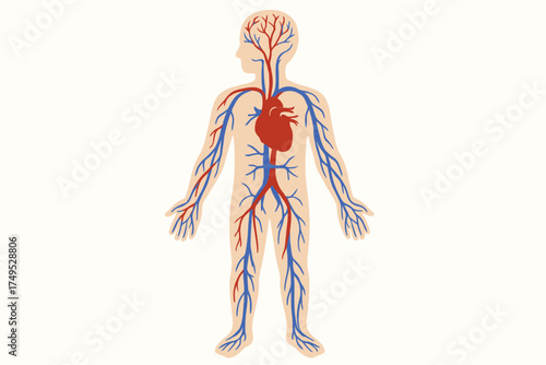 Human circulatory system diagram with heart and blood vessels