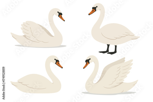 Elegant swans in various poses with graceful white feathers and orange beaks