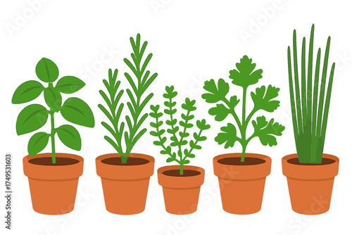 Five common culinary herbs growing in small terracotta pots