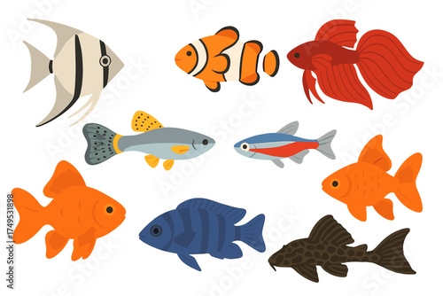 Colorful tropical and freshwater aquarium fish species collection