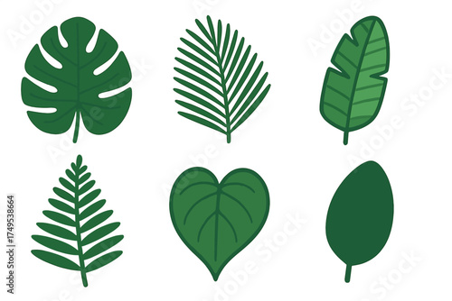 Collection of various tropical jungle foliage featuring monstera, palm, and heart shaped leaves
