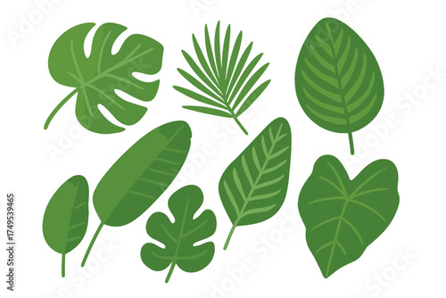 Collection of diverse green tropical foliage elements like palm, banana, and monstera