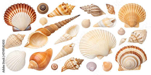 Realistic Shell Collection Isolated Seashells on Transparent Background