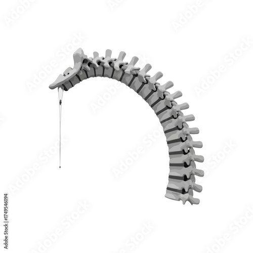 Curved spine model on a white background.
