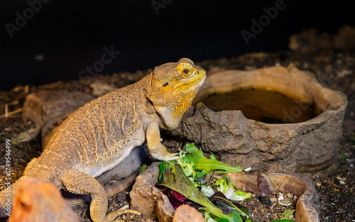 Reptile care, A bearded dragon eating lettuce from a food bowl next to a water bottle in captivity.