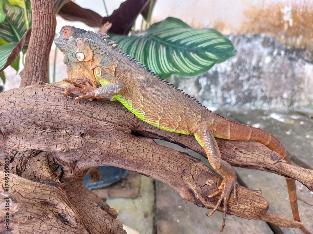 Naklejka premium A close-up of a red iguana perched on a tree branch with green tropical plants in the background. The reptile poses calmly outdoors, showing detailed scales and natural texture