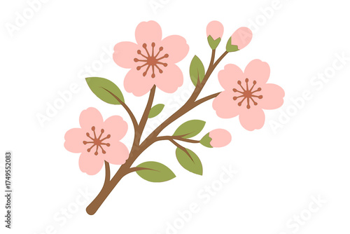 Delicate pink cherry blossom branch with open flowers and closed buds