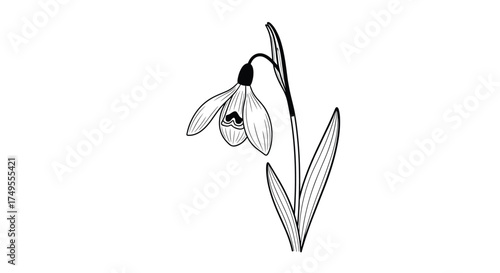 A delicate snowdrop flower with two green leaves extending upwards.