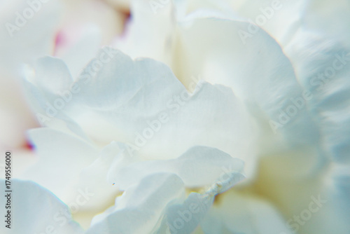 Wallpaper Mural close up of a white flower Torontodigital.ca