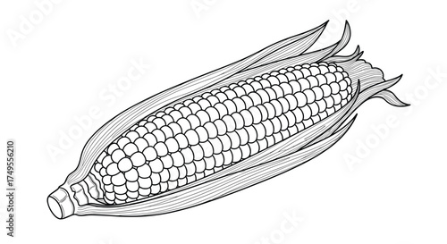 Detailed line drawing of a ripe ear of corn on the cob with green husks attached.