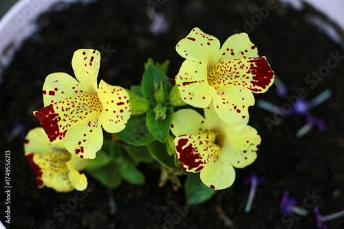 Wallpaper Mural close up of a plant Torontodigital.ca