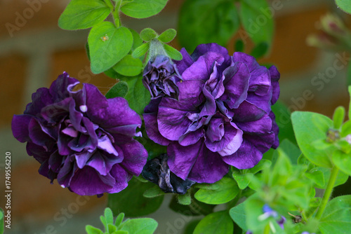 Wallpaper Mural purple lilac flowers Torontodigital.ca