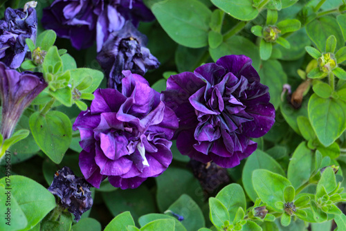Wallpaper Mural lilac flowers in the garden Torontodigital.ca