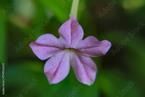 Wallpaper Mural close up of a pink flower Torontodigital.ca