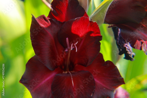 Wallpaper Mural red tulip flower Torontodigital.ca