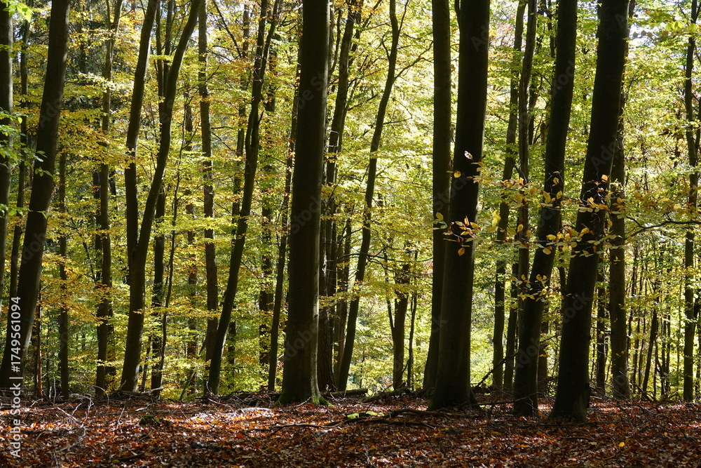 Obraz premium Buchenwald im Herbst